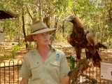 Wedge-Tailed Eagle [Territory Wildlife Park] * 1280 x 960 * (458KB)